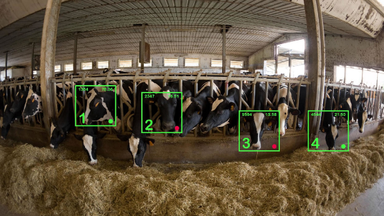 Cainthus - AI and Face Recognition in Dairy Farms